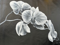 White Orchid III