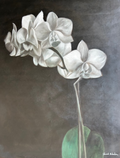 White Orchid II