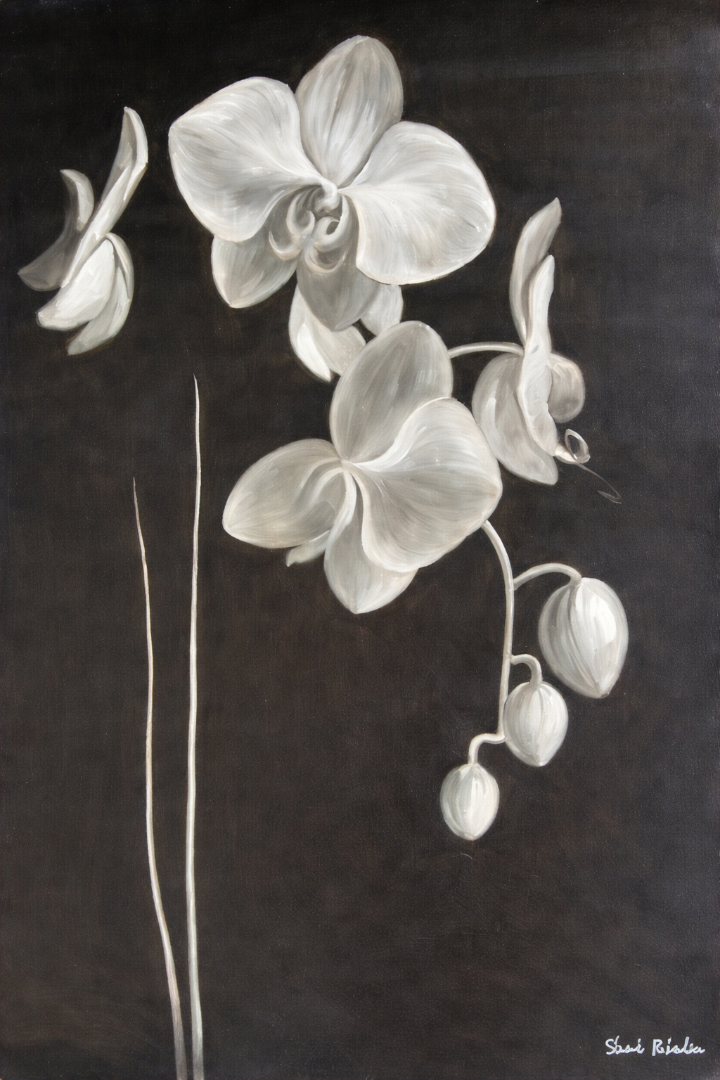 White Orchid I