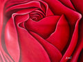 Crimson Rose