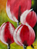 Blushing Tulips